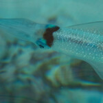 Studying Squid Skin To Create New Camouflage Patterns Inside Science
